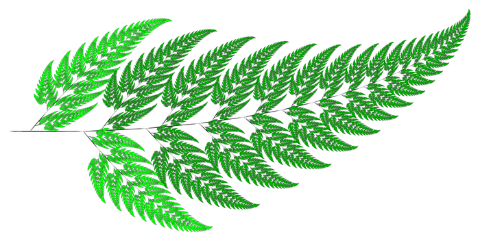 A fern